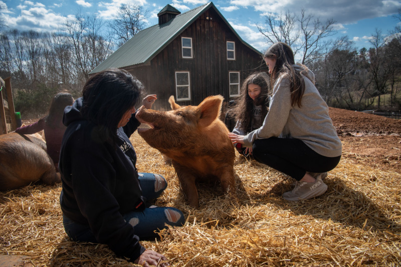 Sonali Motha and LEAP (Leaders for Ethics, Animals, and the Planet) students spend time with rescued pigs at Rosie’s Farm Sanctuary inPotomac, Md. The hands-on experience is part of the sanctuary’s mission to educate young people about compassion and animal welfare.©Kathy Milani 2025