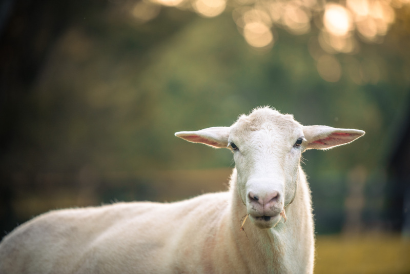Machu, a rescued sheep, was found as a lamb beside his downed mother, Maggie, and has had the rare opportunity to grow up at the sanctuary with his rescued brother and mother. g©Kathy Milani
