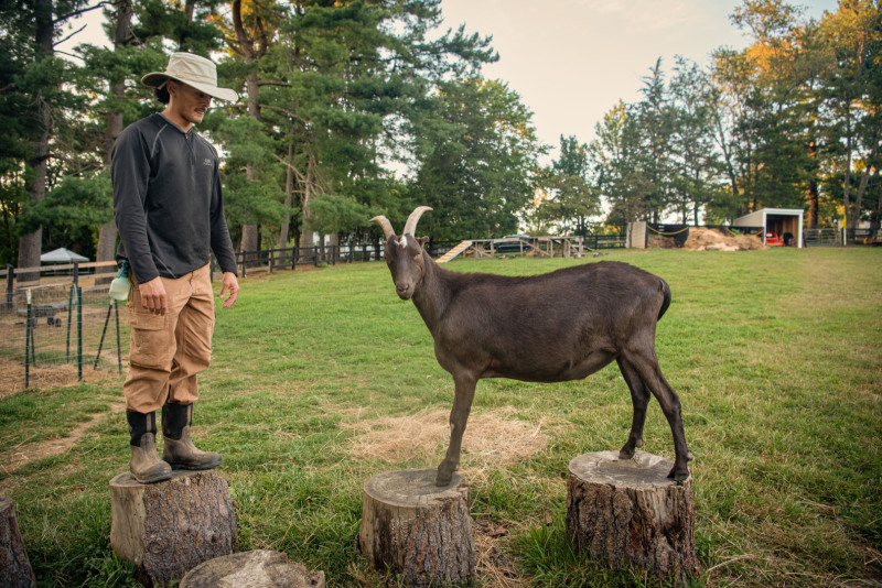 Chase Soghomonian, an animal caretaker and tour guide at Rosie's, plays with Bruce, a La Mancha goat. Bruce and his sister
Bella were born on the farm after their mother, Lana, gave birth shortly after her rescue. ©Kathy Milani 2025g