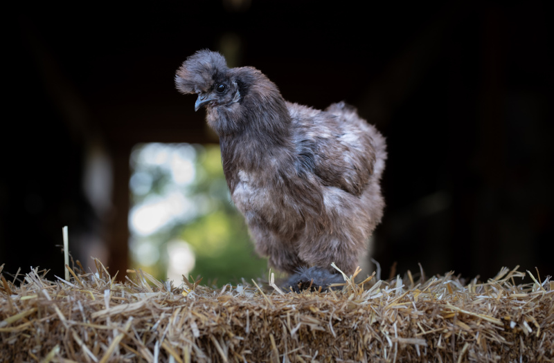 Onyx is a Silkie chicken who found her way to Rosie's due to an owner surrender. ©Kathy Milani 2025