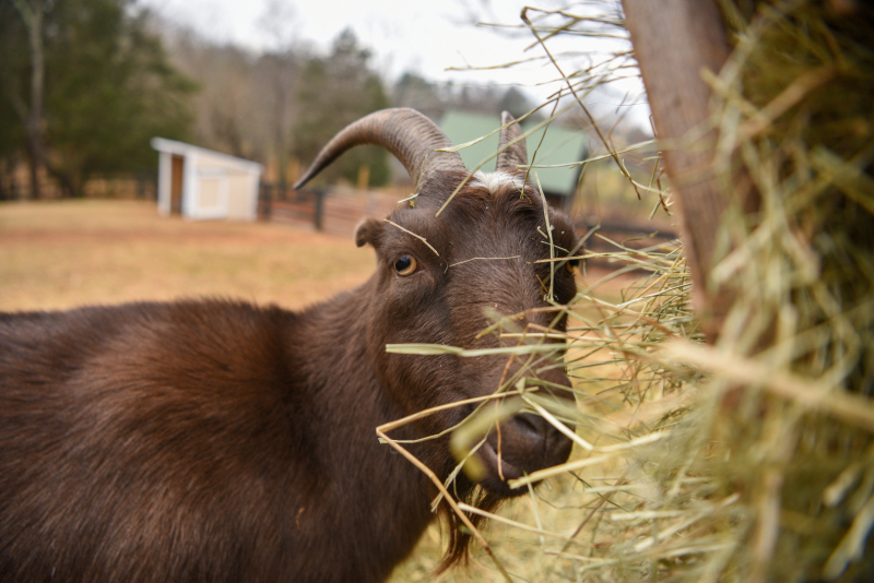 1_Milani_RosiesFarmSanctuary-4