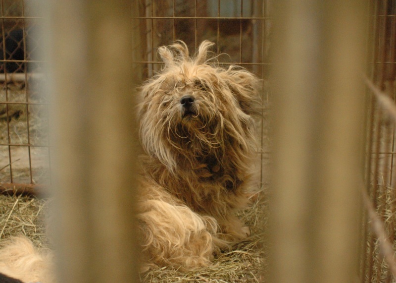 The HSUS, along with a cadre of other animal welfare groups, assisted the Richland County Sherriff's Department with the seizure of 374 animals  including dogs, horses, fowl, livestock and other small animals  from the Thyme and Sage Ranch. The facility, located in Cazenovia, Wisconsin, operated as a non-profit "rescue" operation and served as Animal Control for Richland County. Sheriff's deputies served the warrant after an investigation that was set into motion by HSUS investigators, who had received numerous tips about cruel conditions and neglected animals in need of veterinary care at the property.The site housed a true menagerie of animals  from dogs and horses to exotic birds and rabbits. The animals were being housed in feces-ridden, unheated barns and outdoor structures. Many of them were suffering from serious medical ailments due to severe neglect, such as extreme matting, painfully overgrown nails, and severe skin infections. Even the dogs who appeared to be in decent health were starving for attention and many were stir-crazy from constant confinement. There were also several carcasses discovered on the property, some still in cages with live animals.The ASPCAs Mobile Animal Crime Scene Investigation Unit and forensics team evaluated the animals and collected evidence for a criminal animal cruelty prosecution. The animals were then taken to a nearby emergency shelter set up by The HSUS and UAN on the grounds of the Dane County Humane Society where they were checked by a team of veterinarians and given any necessary immediate medical care. The owner of the ranch, Jennifer Petkus, was charged with several counts of criminal animal cruelty.