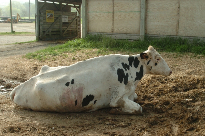 Downed Cow Images.Keywords: Cow, Animal Abuse, Animal Cruelty, Cruel Slaughter Practices, Factory Farming, Campaigns, Investigations, Protect Farm Animals