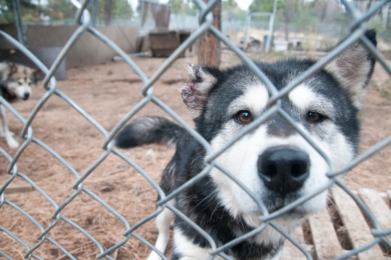 The HSUS Animal Rescue teams assists the Sheriff’s Department and the Lewis and Clark Humane Society and in the rescue of dogs from a large-scale breeder near Helena.