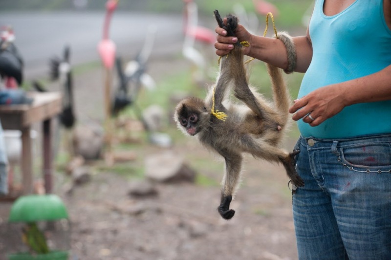 A spider monkey is offered for sale by the side of the road.As part of its ongoing effort to reduce the impact of illegal wildlife trade, Humane Society International collaborated with the Fundación Amigos del Zoológico Nicaragüense (FAZOONIC), and the U.S. State Department to establish new facilities for the rescue center that rehabilitates confiscated wildlife in Nicaragua. The new facilities, located on the outskirts of the capital city of Managua, opened in June  2011 and receives about 1,000 animals  a year.