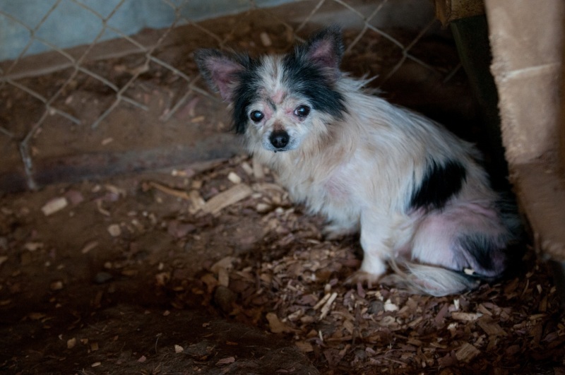 The HSUS assists the Jones County Sheriff’s Department on a puppy mill raid in New Bern, North Carolina.