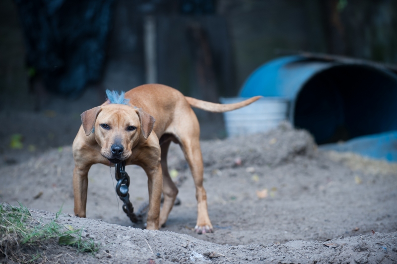 The Humane Society of the United States Animal Rescue Team assisted the Jacksonville Sheriffs Office in conducting an investigation of a suspected dogfighting operation in Jacksonville, Florida, resulting in an arrest of one individual and the seizure of 17 dogs. The dogs rescued have scarring and injuries consistent with dogfighting, some with mutilated faces. Suspected dogfighting paraphernalia was also found on the property. Willie Coleman of Colemans Kennels was arrested and charged with 17 counts of animal fighting and one count of possessing equipment used for animal fighting, third degree felonys in Florida. These charges carry a penalty of up to five years in prison and a $5,000 fine. The HSUS is committed to eradicating the sadistic sport of dogfighting, which maims or kills thousands of dogs every year, said Chris Schindler, manager of animal fighting investigations for The HSUS. "We are grateful for the leadership of the Jacksonville Sheriffs Office for their dedication to this case." The Jacksonville Sheriffs Office was happy to work with The Humane Society of the United States and assist them in bringing the investigation to a successful conclusion, John P. Hartley, director of investigations and homeland security for the Jacksonville Sheriffs Office. We also applaud the citizens who provide us, and other agencies, with these crime tips. The HSUS brought a mobile crime lab and assisted with the examination dogs on the scene. Experts from The HSUS were on hand to help identify and document evidence and coordinate the rescue effort. Hello Bully assisted The HSUS in handling and documenting the dogs and The Animal Care and Protective Services of Jacksonville assisted in the raid, helped with the transportation of dogs and supplied the veterinarian on the scene.