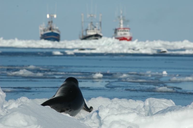 March 2005: The first year HSUS documents Canada's annual harp seal hunt.