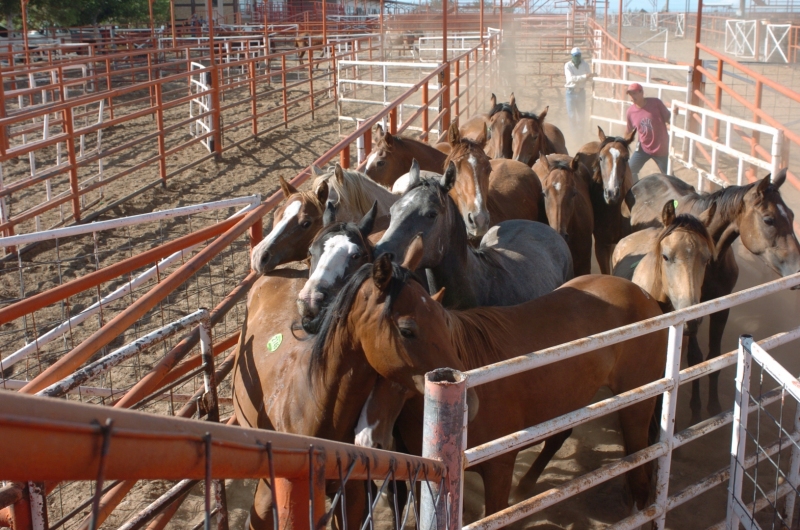 American horses are held in export pens in Texas and New Mexico before transported to slaughter in Mexico.