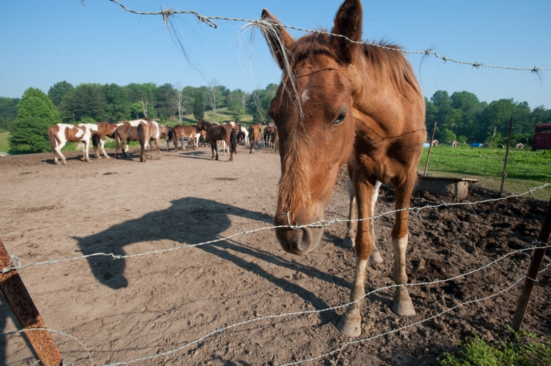 PRICHARD, W.V., — The Humane Society of the United States worked with the Cabell-Wayne Animal Shelter to rescue 49 horses, mules and donkeys from a Wayne County property. The animals were seized by the Cabell-Wayne Animal Shelter due to poor health and signs of neglect. This is one of the largest equine rescues in the state. "The Humane Society of the United States is proud to be able to come to the aid of these animals. Our rescue came not a moment too soon for some of the especially sick horses,” said Summer Wyatt, West Virginia state director at The HSUS. "There's no excuse for starving or neglecting an animal. It is the responsibility of every horse owner to provide humane, responsible care for their horses at all stages of their life." When rescuers arrived on the Prichard property, they found many Tennessee Walking Horses and Saddle horse crosses, as well as mules and donkeys. Many of the animals were extremely emaciated and suffering from a variety of medical ailments including overgrown, infected hooves, parasite infestation and untreated wounds.  Concerned local citizens shocked by the condition of the equines complained to the Cabell-Wayne Animal Shelter and the Wayne County Prosecuting Attorney’s Office. The HSUS was called in to act as the lead animal welfare organization in the case. The HSUS then called in United Animal Nations to provide sheltering support.  Rescuers are removing all of the horses, donkeys and mules from the property and transporting them to a temporary shelter. Once the horses reach the shelter they will be checked by a team of veterinarians and given any necessary immediate medical care. The horses will be cared for at the shelter by The HSUS and UAN until their custody is determined.