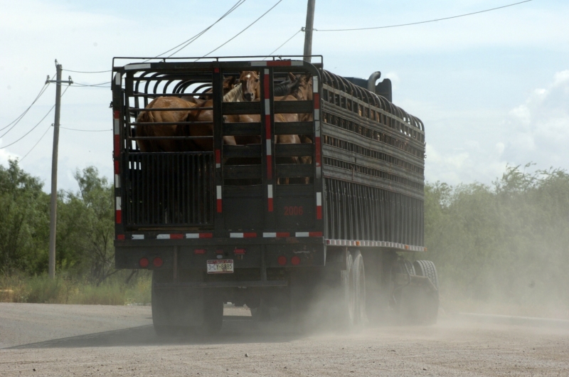 American horses are held in export pens in Texas and New Mexico before transported to slaughter in Mexico. American horses in Mexico heading to slaughter plant