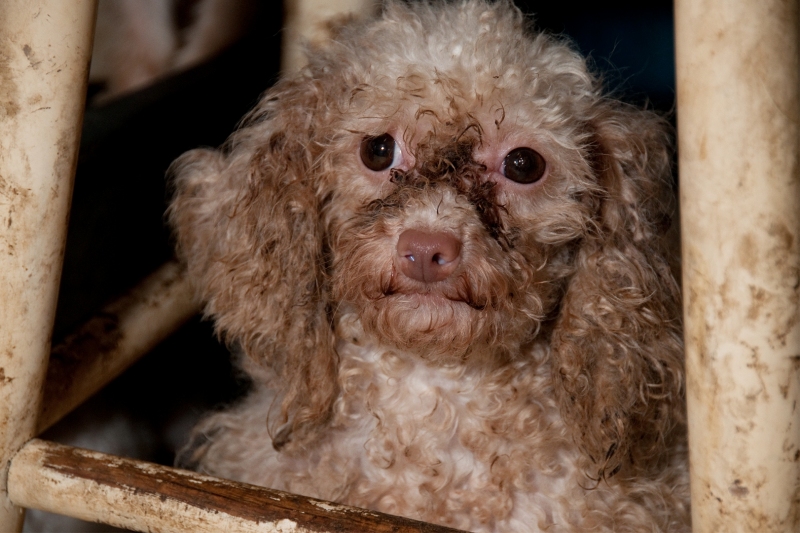 The Humane Society of the United States was called in by the White County Sheriff’s Department to lead the rescue of approximately 200 dogs from Gayla’s Poodle Palace of Sparta, Tennessee. The White County Sheriff’s Department was contacted by neighbors concerned for the welfare of the dogs. When responders from The HSUS, White County Sheriff’s Department, United Animal Nations, and the White County Humane Society arrived on scene they found more than 200 dogs, mostly toy poodles, living crowded amongst their own feces in a small home. They also lacked proper socialization and medical care. All of the animals have been surrendered by the owner to the custody of the White County Sheriff’s Department.The HSUS is safely removing all of the animals and transporting them to an emergency shelter set up and staffed by The HSUS and UAN. Once at the emergency shelter the dogs will be examined by a team of veterinarians and receive any necessary immediate medical care. UAN and The HSUS will provide the animals with daily care until they are transported to partner shelters for evaluation and adoption.Keywords: Dog, Animal Rescue, Pets, Puppy Mills, Campaigns, Emergency Services