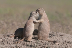 The U.S. Forest Service and the Prairie Dog Coalition relocate prairie dogs from shooting and poisoning zones into protected areas on Thunder Basin National Grassland in Wyoming. Prairie dogs communicate through touch, smell, and a complex system of vocalizations.  These prairie dogs were relocated to this protected area in 2010.