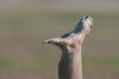 The U.S. Forest Service and the Prairie Dog Coalition relocate prairie dogs from shooting and poisoning zones into protected areas on Thunder Basin National Grassland in Wyoming. The HSUS relocates prairie dogs on Thunder Basin National Grasslands.