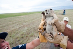 The U.S. Forest Service and the Prairie Dog Coalition relocate prairie dogs from shooting and poisoning zones into protected areas on Thunder Basin National Grassland in Wyoming. A prairie dog is handled as he is transferred from a trap to a nest cap at the relocation site. This is the second year of a three year relocation of  prairie dogs on Wyoming's Thunder Basin National Grasslands. They are being relocated out of poison zones into a recovery area.