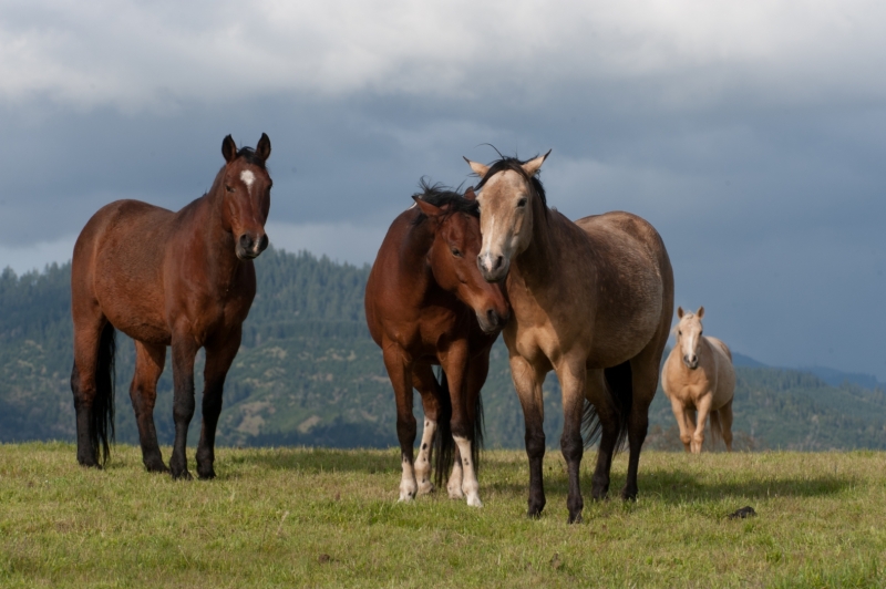 The Duchess Sanctuary is a 1,120-acre facility south of Eugene, Ore., that was established in 2008 as an oasis for about 200 formerly abused, abandoned, neglected and homeless horses. Mares rescued from the pregnant mare urine – or PMU -- industry and their offspring make up the majority of the herd at the sanctuary.