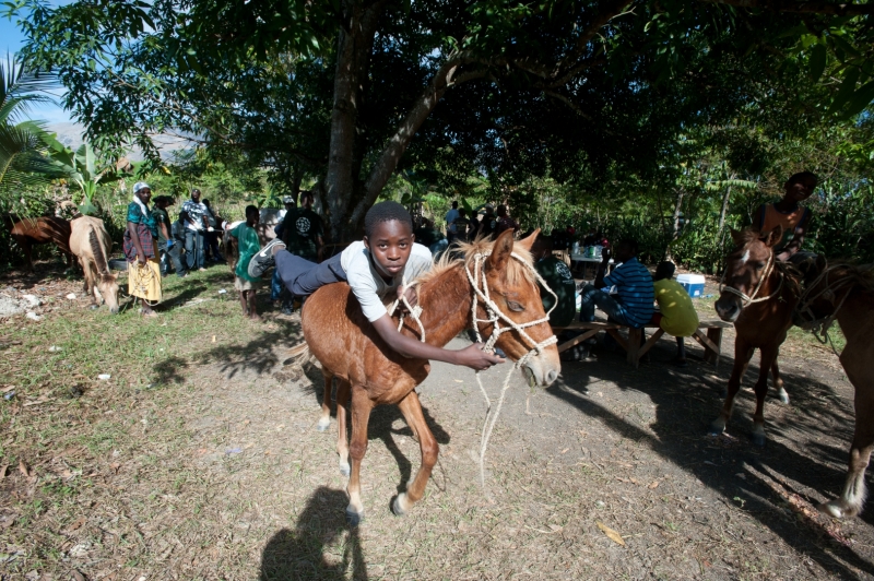 Humane Society International and Days End Farm Horse Rescue provided a 5-day training clinic to Haitian veterinarians on providing care to working equines.