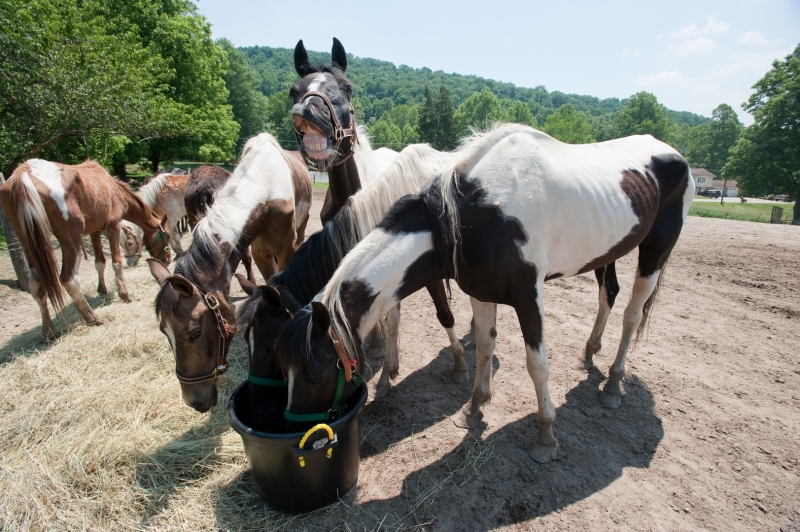 The HSUS provided food and water to the equines. PRICHARD, W.V., — The Humane Society of the United States worked with the Cabell-Wayne Animal Shelter to rescue 49 horses, mules and donkeys from a Wayne County property. The animals were seized by the Cabell-Wayne Animal Shelter due to poor health and signs of neglect. This is one of the largest equine rescues in the state. "The Humane Society of the United States is proud to be able to come to the aid of these animals. Our rescue came not a moment too soon for some of the especially sick horses,” said Summer Wyatt, West Virginia state director at The HSUS. "There's no excuse for starving or neglecting an animal. It is the responsibility of every horse owner to provide humane, responsible care for their horses at all stages of their life." When rescuers arrived on the Prichard property, they found many Tennessee Walking Horses and Saddle horse crosses, as well as mules and donkeys. Many of the animals were extremely emaciated and suffering from a variety of medical ailments including overgrown, infected hooves, parasite infestation and untreated wounds.  Concerned local citizens shocked by the condition of the equines complained to the Cabell-Wayne Animal Shelter and the Wayne County Prosecuting Attorney’s Office. The HSUS was called in to act as the lead animal welfare organization in the case. The HSUS then called in United Animal Nations to provide sheltering support.  Rescuers are removing all of the horses, donkeys and mules from the property and transporting them to a temporary shelter. Once the horses reach the shelter they will be checked by a team of veterinarians and given any necessary immediate medical care. The horses will be cared for at the shelter by The HSUS and UAN until their custody is determined.