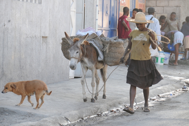 Humane Society International has a team of rained veterinary experts representing Humane Society International  assessing animal needs and offering hands-on assistance to animals affected by the earthquake.