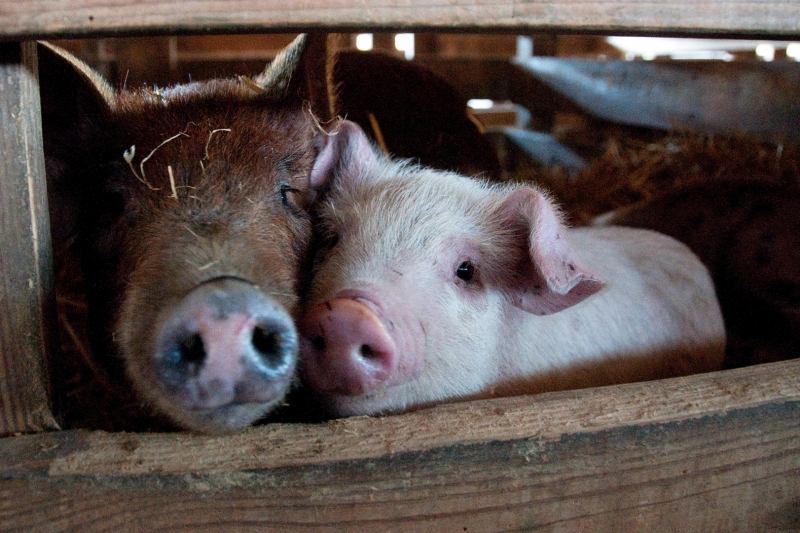 Rescue of farm animals in Green County, NC