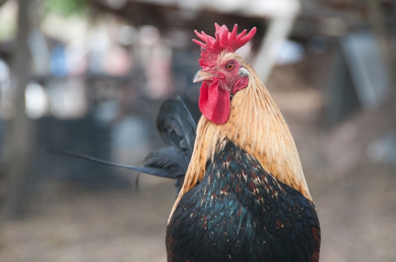The Humane Society of the United States supplied key information that led to the raid of an alleged cockfighting breeding facility in Santa Fe, Texas by a multi-agency effort on the part of the Galveston Police Department, University of Texas Police Department, Galveston County Sheriffs Department, Santa Fe Police Department, Galveston County Precinct 4 Constables Office and RAIDER Officers from Harris County Precinct 6. Local law enforcement, acting on information from an undercover investigation by The HSUS, found cockfighting paraphernalia on the scene as well as a cockfighting pit.