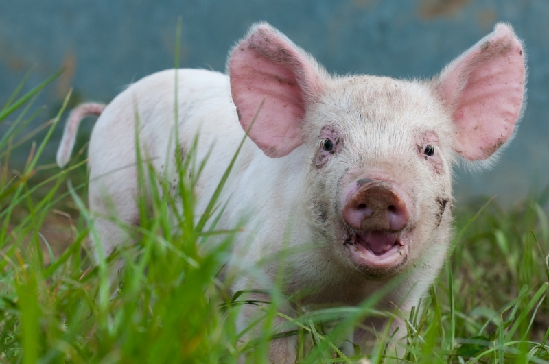 Jude Becker humanely raises pigs on his organic farm in Dyersville, Iowa.