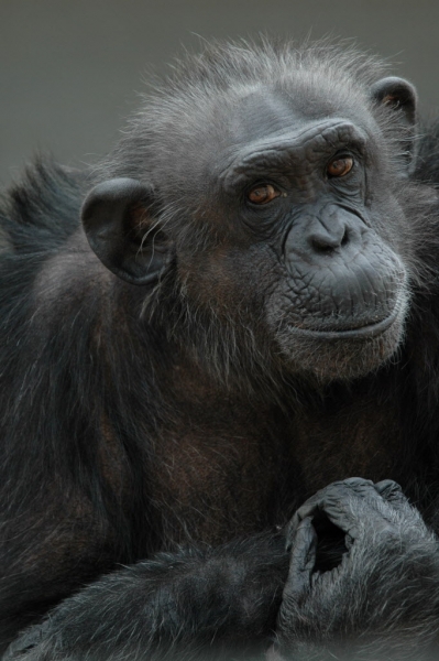 Kitty, a chimpanzee at Cleveland Amory Black Beauty Ranch (CABBR) in Texas.Kitty was kept in a laboratory for most of her life and used to breed baby chimpanzees who would later be used in experiments. It's believed that Kitty was born in the wild but the records are unclear prior to age ten. What is known is that Kitty was used as a "breeder" in a laboratory and gave birth to as many as 14 babies. She was allowed to raise four of them but the others were taken from her. While the whereabouts of most of her children are not known, she is the mother of one famous chimpanzee, Dar es Salaam, who was raised by humans and used in sign language studies in the 1970s. Dar is now at the Chimpanzee and Human Communications Institute where he is not used in harmful research.Kitty was sent to the Cleveland Amory Black Beauty Ranch, a sanctuary operated by The Humane Society of the United States, in 1997 to be a companion for Nim Chimpsky, another famous chimpanzee used in sign language studies. A book was recently written by Elizabeth Hess about his life called Nim Chimpsky: The Chimp Who Would Be Human. Kitty and Nim were joined by two other chimpanzees from laboratories shortly after Kitty arrived. Sadly, Nim died in 2000 of heart complications. However, Kitty and her two other companions, Lulu and Midge, continue to enjoy their lives in the sanctuary to this day.