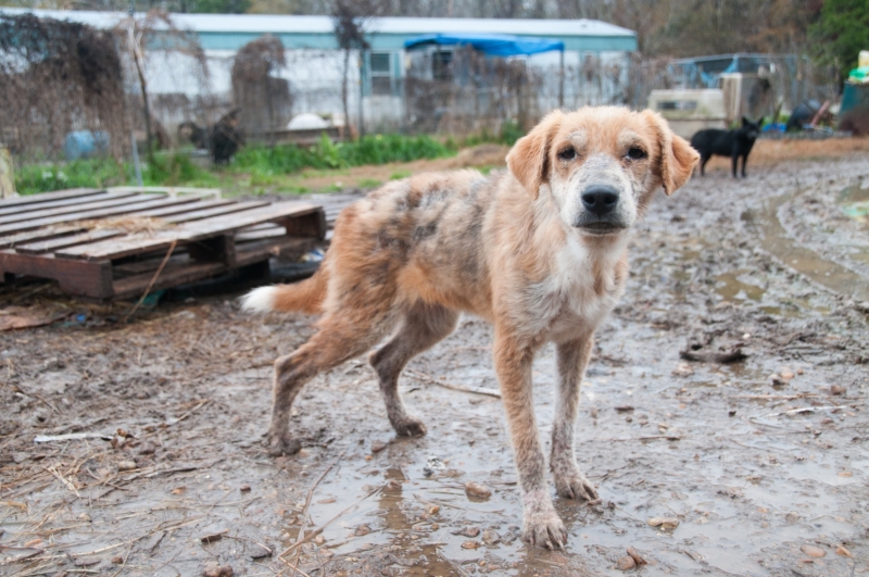 Over 100 dogs were rescued from a hoarding situation in Mississippi.