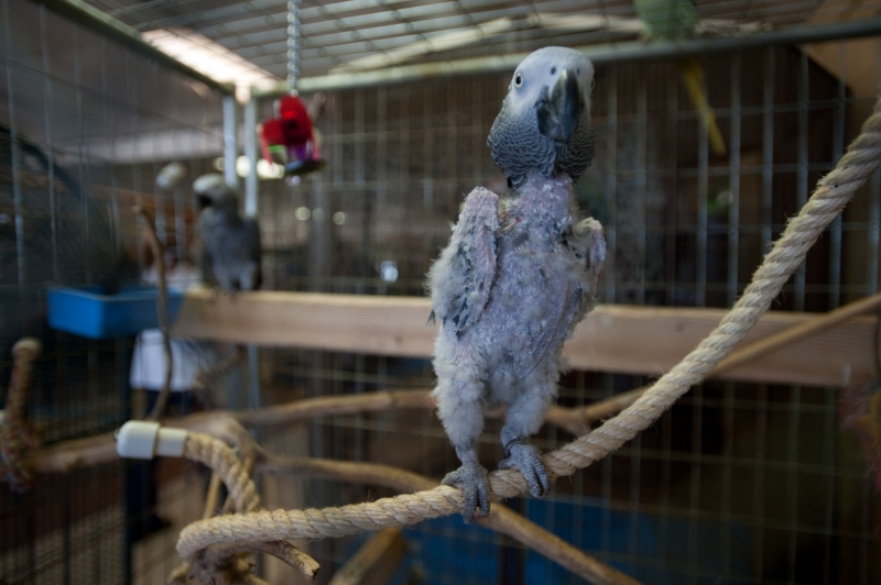 A number of animal welfare organization assisted in the seizure of more than 100 parrots from “Wings Over the Rainbow” in Moraine, Ohio. WingsWhen responders arrived on scene they found approximately 100 parrots, amazons, cockatoos, macaws, cockatiels and Quaker parrots living in filthy, cramped conditions. Many were suffering from, malnutrition, dehydration, mental distress and zoonotic diseases.The Humane Society of the United States’ Animal Rescue Team and other animal welfare organizations were called in by The Humane Society of Greater Dayton to assist in the seizure of more than 100 parrots from “Wings Over the Rainbow” in Moraine, Ohio. Wings Over the Rainbow promotes itself as a bird sanctuary, but officials found the birds housed in deplorable conditions. The birds will now be cared for at an emergency shelter.The Humane Society of Greater Dayton became concerned about this facility after receiving numerous complaints from local citizens about the condition of the birds housed there. When responders arrived on scene they found approximately 100 parrots, amazons, cockatoos, macaws, cockatiels and Quaker parrots living in filthy, cramped conditions. Many were suffering from, malnutrition, dehydration, mental distress and zoonotic diseases.