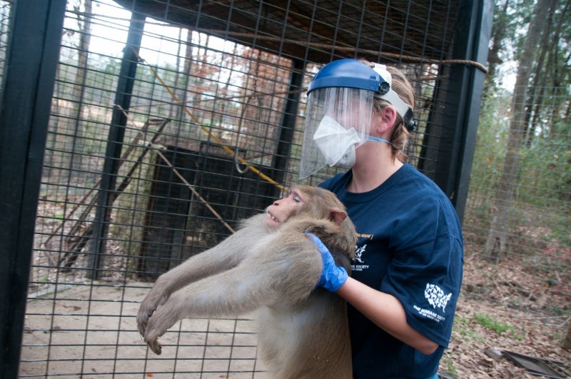 The rescue comes after HSUS conducted an in-depth undercover investigation and submitted legal complaints to the state documenting serious animal welfare issues as well as public safety concerns at the Collins Zoo. The MDWFP seized three tigers, three cougars, two leopards, two wolf-hybrids and one Macaque monkey from the Collins,