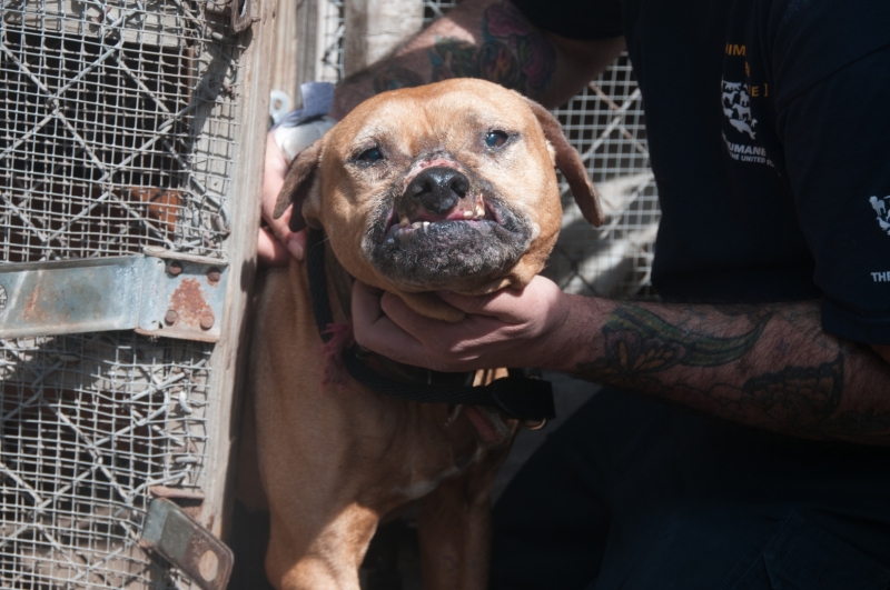 Suspect was charged with 17 counts of animal fighting and one count of possessing equipment used for animal fighting, third degree felonys in Florida. These charges carry a penalty of up to five years in prison and a $5,000 fine.