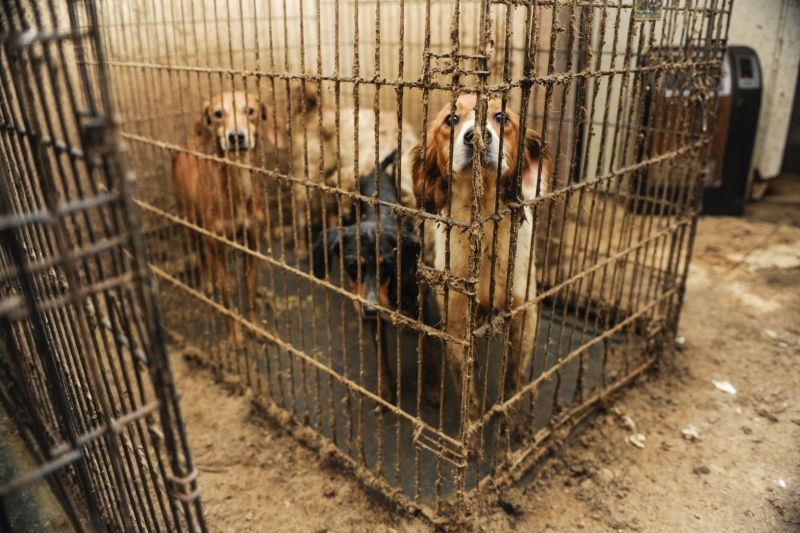 xxx dogs were rescued at a Tennessee residence as part of a hoarding case.