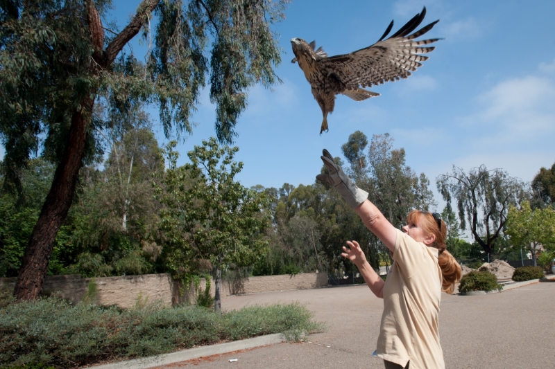 The Fund for Animals Wildlife Center is an oasis in Ramona, Calif., where we treat injured and orphaned wildlife with the goal of releasing them back into the wild. We also care for nearly 40 full-time residents rescued from the exotic pet trade and other acts of cruelty.