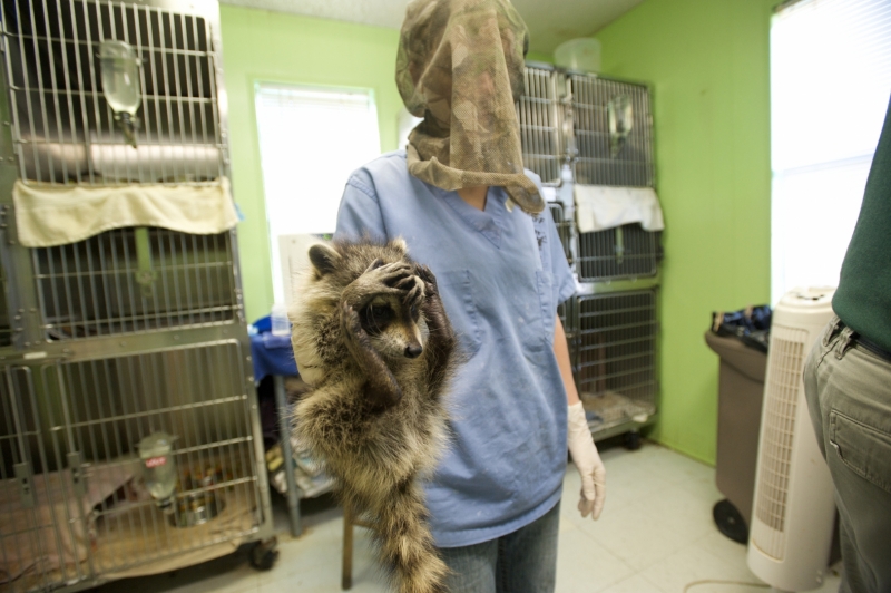 The SPCA Wildlife Care Center rescues, rehabilitates, and releases native wildlife who has been harmed or displaced. The center also treats and places certain needy domestic, exotic and farm animals.