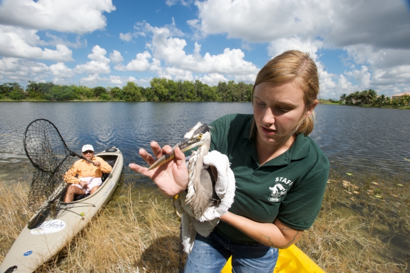 The SPCA Wildlife Care Center rescues, rehabilitates, and releases native wildlife who has been harmed or displaced. The center also treats and places certain needy domestic, exotic and farm animals.After a concerned citizen notified the center, ambulance drive Jacquelyn Johnston navigated a kayak to rescue this injured great blue heron.