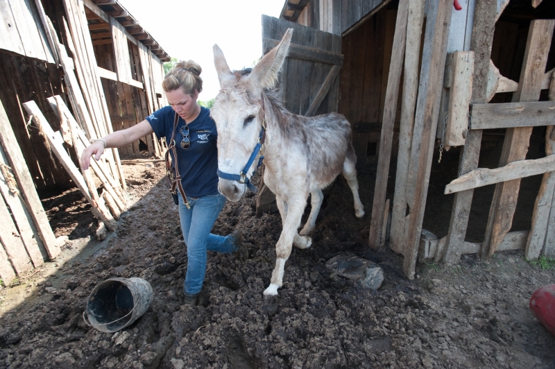 49 horses, mules, and donkeys were rescued due to poor health and signs of neglect in West Virginia.