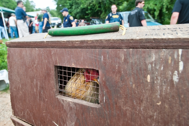 The HSUS and Greenville County Sheriff's Office raided one of the biggest cockfighting rings in South Carolina.