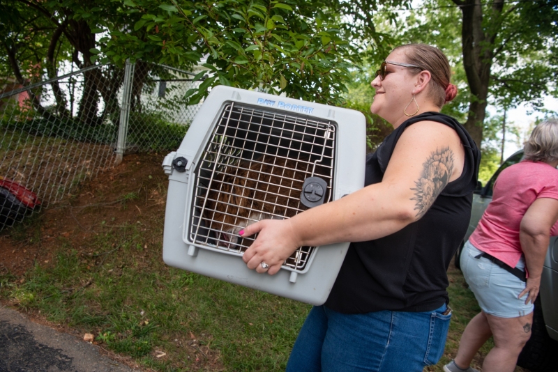 Another dog in need arrives at Miri's Haven Senior Dog Rescue.