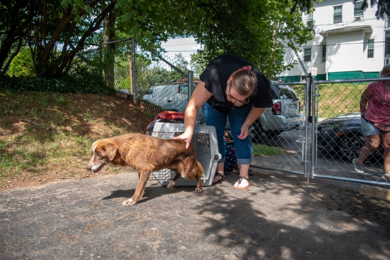 Shortly after Iris arrived, she was diagnosed with  anaplasmosis, Giardia, and renal failure.  She remained at Miri's Haven in hospice care, giving her every comfort possible, including medications to keep her comfortable.