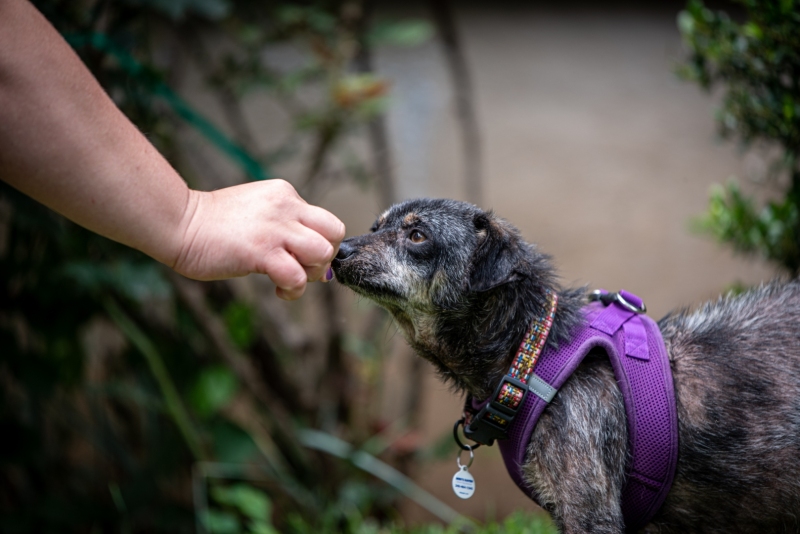 Molly, 14-years-old and pregnant, was rescued from a hoarding situation. None of her puppies survived.