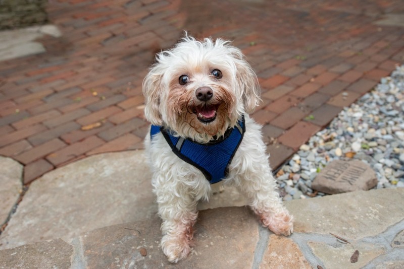 Jazzy (aka Jasmine) weighed in at a hefty 17 pounds when she was pulled froma  a  West Virginia shelter. By the time she was adopted, she dropped to a respectable 11 pounds and was treated for a urinary tract infection.