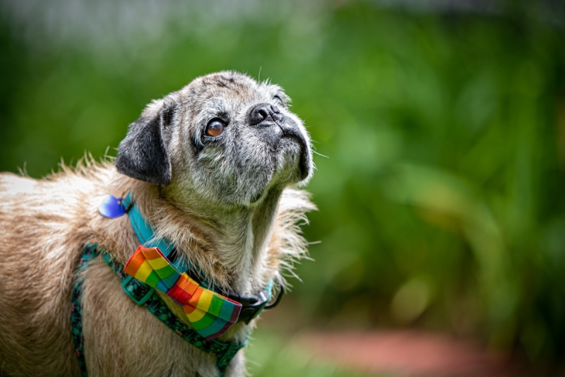 Derek the pug