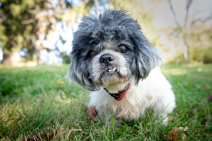 Longtime alumni Hendrix (Aka Henny Bob) crossed the bridge after nearly a year with his forever family.