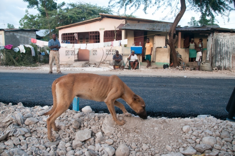 Street dog in Croix des Bouquets, Haiti.