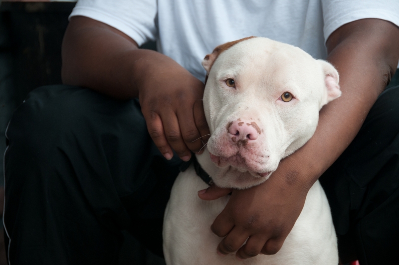 Devell Brookins and Ace.Building Humane Communities, which includes the End Dogfighting Campaign, is a program to dramatically reduce the number of homeless and suffering pets in communities across the country. BHC held a free rabies clinic in Hunting Park in north Philadelphia and also handed out free spay/neuter certificates. Pets for Life, pitbull. Keywords: Companion Animals, After Katrina Project, End Dogfighting, Building Humane Communities, Pets for Life