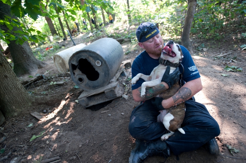 The Humane Society of the United States Animal Rescue Team assisted the Kalamazoo County Animal Services and Enforcement in a dogfighting investigation and raid in Kalamazoo, Mich., resulting in an arrest of a suspected dogfighter and the seizure of 32 dogs. The dogs have scarring consistent with dogfighting. Suspected dogfighting paraphernalia was also found on the property.