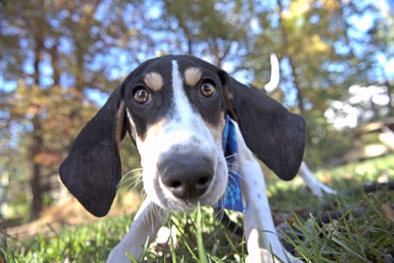 Kathy Milani photo at Small Miracles Dog&Cat Rescue