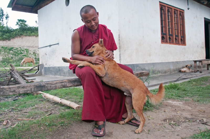 bhutan-dog-resize_DSC0562_40175-3