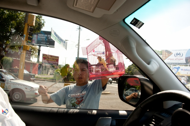 On the streets of downtown Managua, people aprroach cars at a stop light selling birds.As part of its ongoing effort to reduce the impact of illegal wildlife trade, Humane Society International collaborated with the Fundación Amigos del Zoológico Nicaragüense (FAZOONIC), and the U.S. State Department to establish new facilities for the rescue center that rehabilitates confiscated wildlife in Nicaragua. The new facilities, located on the outskirts of the capital city of Managua, opened in June  2011 and receives about 1,000 animals  a year.