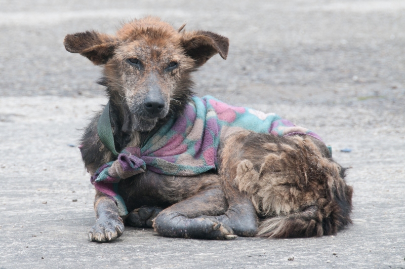 Humane Society International Launches spay/neuter program in Bhutan.HSI on partnership with the Royal Government of Bhutan and the Bhutan Foundation are conducting a nationwide program to spay/neuter and vaccinate close to 50,000 dogs within 3-5 years.  Overpopulation of free-roaming dogs has been a major problem in Bhutan. For this Buddhist nation, controlling their numbers using fatal methods was never an option.Catch-neuter-vaccinate-release (CNVR) is a humane alternative to controlling the country's street dog population. People may provide food and other comforts to street dogs but they generally don't receive any vet care.